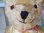 画像6: アンティークテディベア