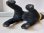 画像10: シュタイフ社の黒猫TomCat (10)