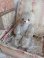 antiqueteddybear