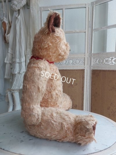 画像17: アンティークテディベア