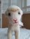画像2: シュタイフ羊Lamby