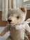 画像4: アンティークハーマンテディベア