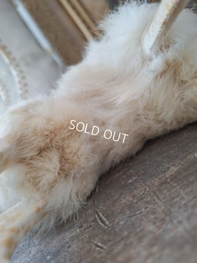 画像18: ジュモードッグ