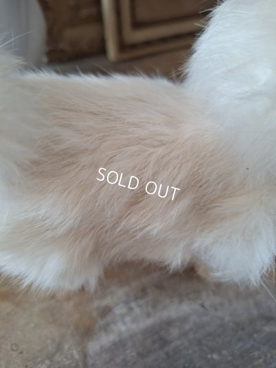 画像5: ジュモードッグ