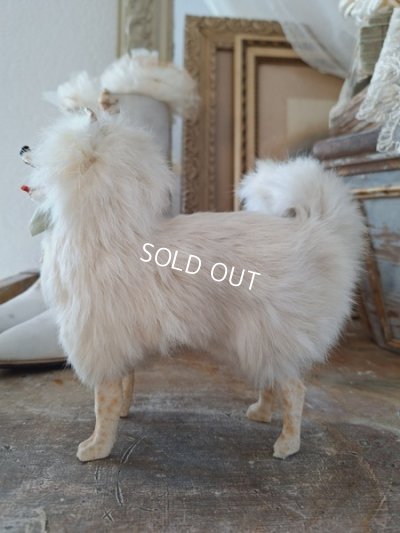 画像12: ジュモードッグ