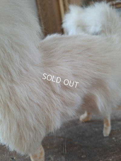 画像8: ジュモードッグ