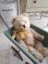 Antiqueteddybear