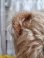 画像5: アンティークモヘアテディベア