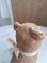 画像12: JPM犬
