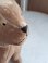 画像15: JPM犬