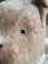 画像5: JPM犬