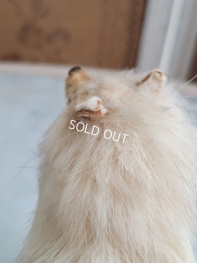 画像10: アンティークLouLouドッグ