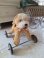 dogwheels