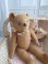 frenchteddybear