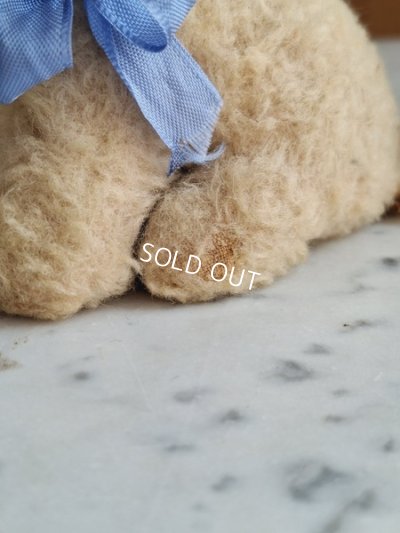 画像15: フレンチブルーアイキャット