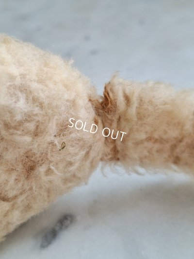 画像16: フレンチブルーアイキャット