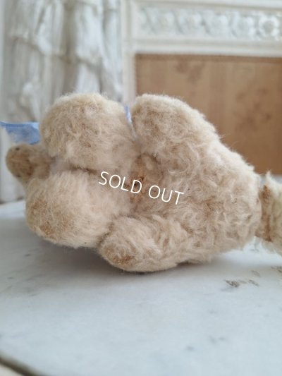 画像8: フレンチブルーアイキャット