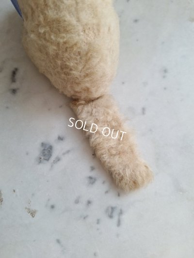 画像11: フレンチブルーアイキャット