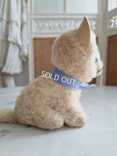 画像7: フレンチブルーアイキャット