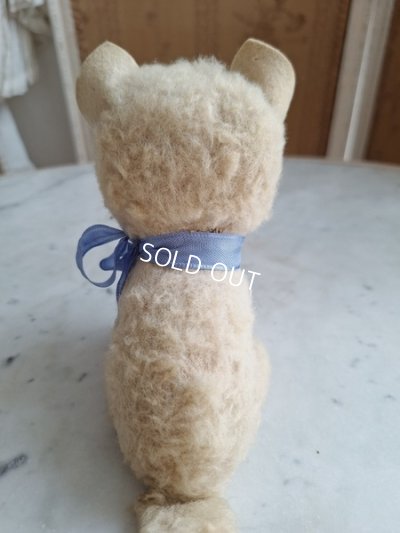 画像6: フレンチブルーアイキャット