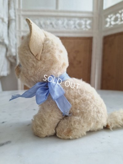 画像5: フレンチブルーアイキャット