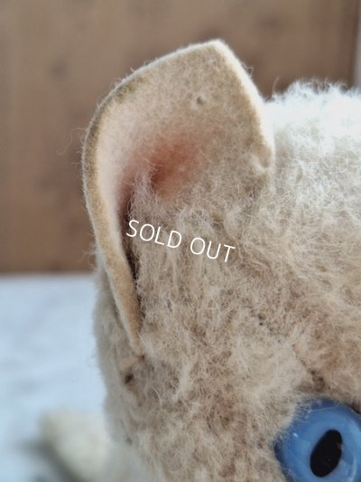 画像14: フレンチブルーアイキャット