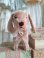 frenchvintagedog