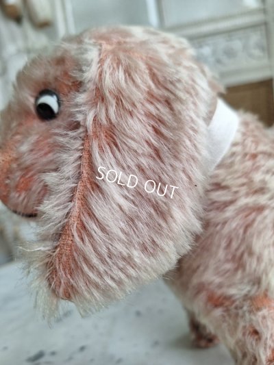 画像7: フランス垂れ耳ピンクドッグ