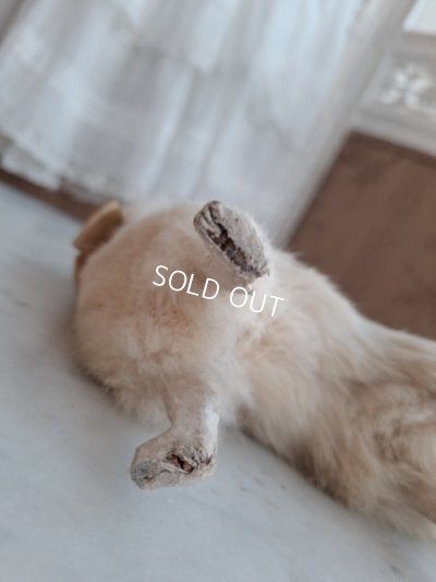 画像14: LouLouドッグ