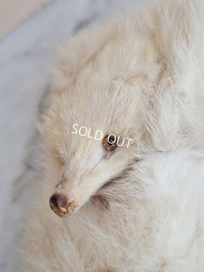 画像4: フォックスマフラー