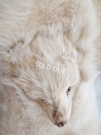 画像5: フォックスマフラー