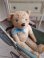 frenchteddybear