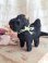 terrierornament