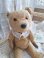 englishteddybear