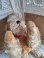 画像10: Steiff Snobbyプードル (10)