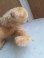 画像12: Steiff Snobbyプードル (12)