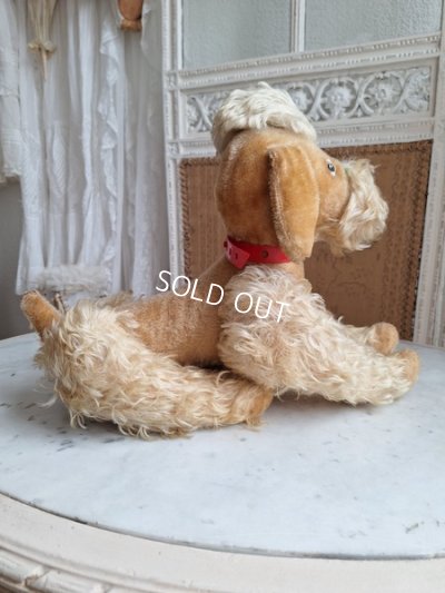画像16: Steiff Snobbyプードル