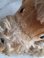 画像19: Steiff Snobbyプードル (19)