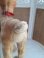 画像9: ヴィンテージバンビ (9)