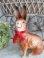 easterbunny
