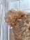 画像7: アンティークモヘアテディベア (7)