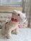 steifffoxterrier