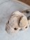 画像7: フォックステリア (7)