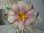 画像3: アイアン製お花のシャンデリア (3)