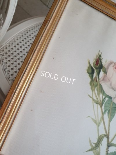 画像18: ルドゥーテローズ画セット