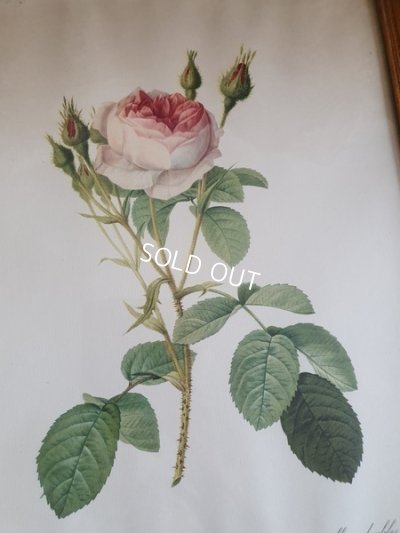 画像3: ルドゥーテローズ画セット