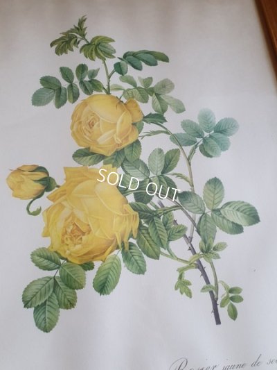 画像6: ルドゥーテローズ画セット