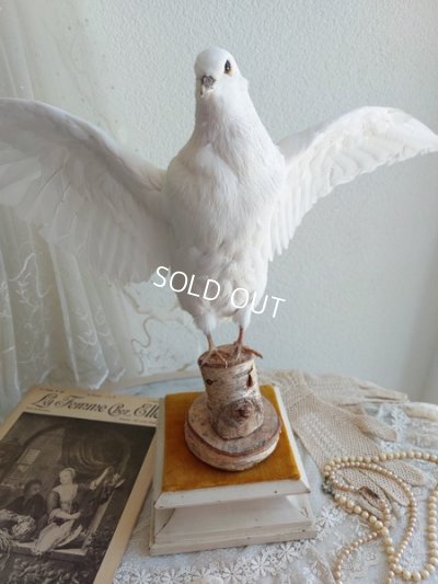 画像11: アンティーク台座