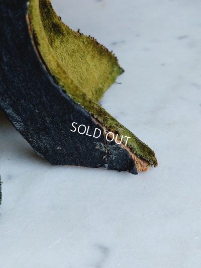 画像14: アンティークマリエクッション付スタンド