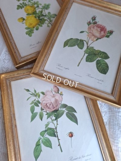 pierrejosephredoutéroses